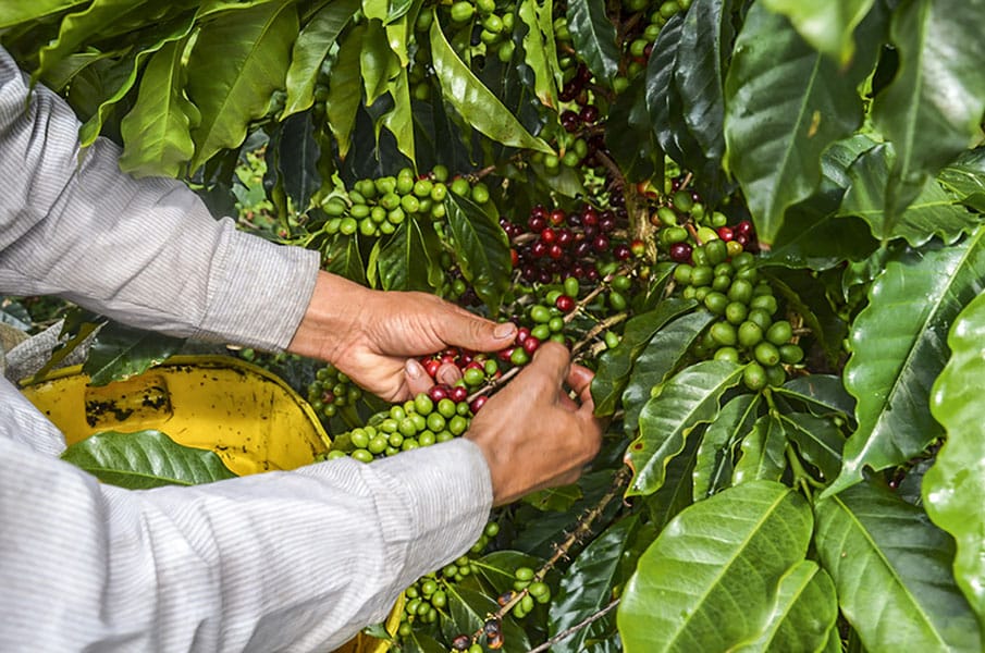 Robusta kávé tulajonságai, jellemzése, beltartalmi értékei, koffeintartalma